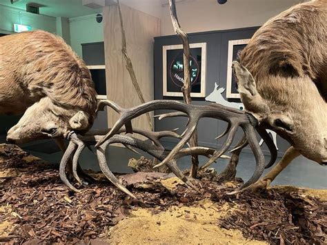 Dieren in hun natuurlijke habitat in Natuurmuseum Holterberg