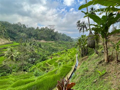 een weelderig groen rijstveld in Ubud, Bali