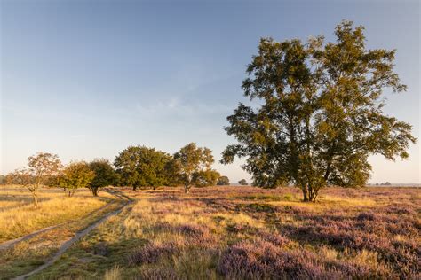 Schaapskudde graast op de heide van Nationaal Park Dwingelderveld