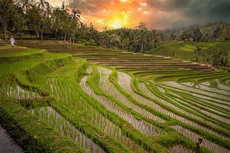 Een collage van foto's die de diversiteit van Indonesië weergeven: rijstterrassen op Bali, tempels, een orang-oetan in Sumatra, een strand op de Gili-eilanden.