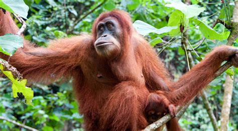 Een foto van een orang-oetan in de jungle van Sumatra.