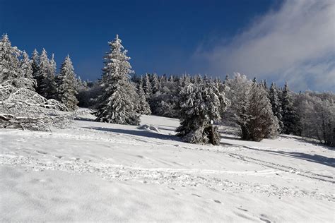 foto van een besneeuwd bos in het Zwarte Woud