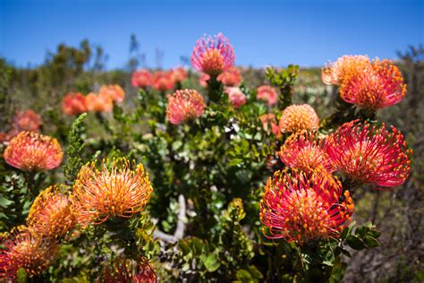 Fynbos en Protea's in de Westkaap