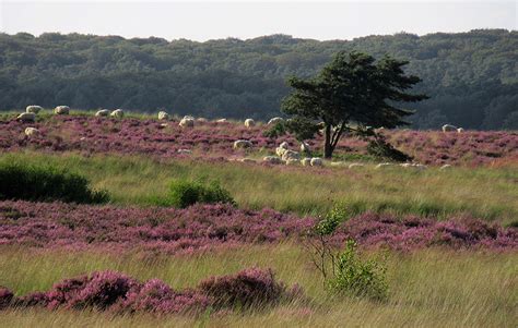Veld met bloeiende heide op de Veluwe
