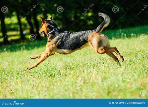 Hond die vrolijk rondrent op een groen veld