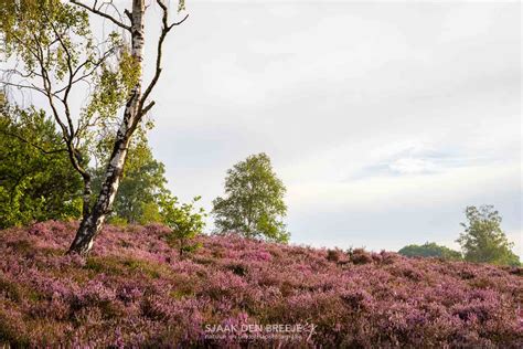 Landschap van de Utrechtse Heuvelrug met bossen en heide