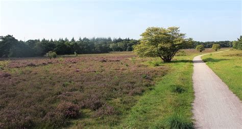 Fietsroute door de bossen van de Utrechtse Heuvelrug