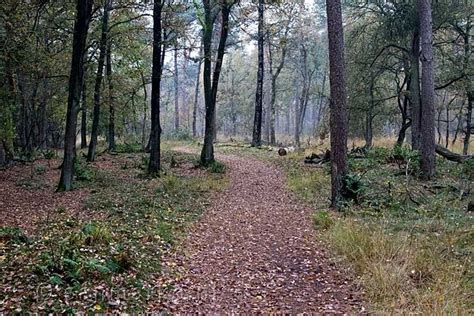 Wandelpad door het bos in Drenthe