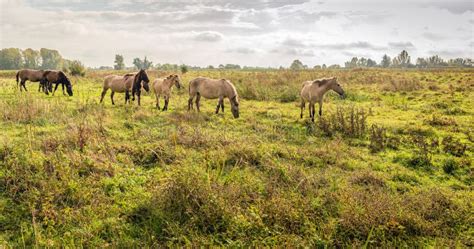 Landschap van de Oostvaardersplassen met wilde paarden