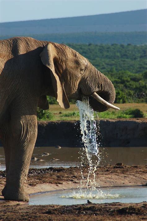 een olifant die drinkt bij een waterpoel in een nationaal park