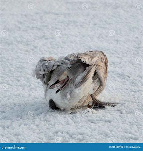 Vogel in zijn natuurlijke habitat op Cyprus