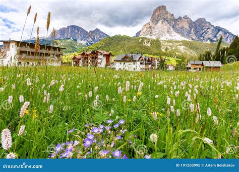 Zomerse alpenweide met bloeiende bloemen en op de achtergrond besneeuwde bergtoppen