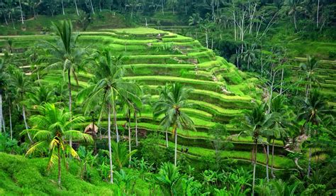 Landschap van Bali met rijstterrassen en vulkaan op de achtergrond