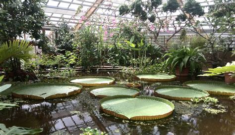 Een overzicht van de Hortus Botanicus in Leiden met diverse planten en bloemen.