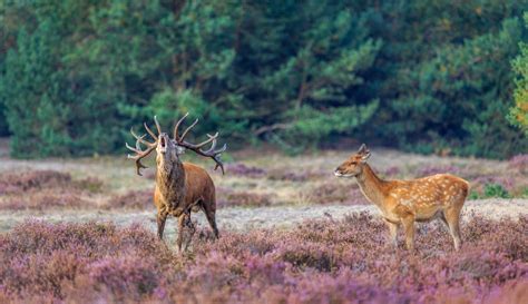Een foto van het Kröller-Müller Museum in het Nationaal Park De Hoge Veluwe.