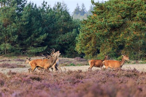 Een schilderachtig landschap van de Veluwe met bossen en heidevelden.