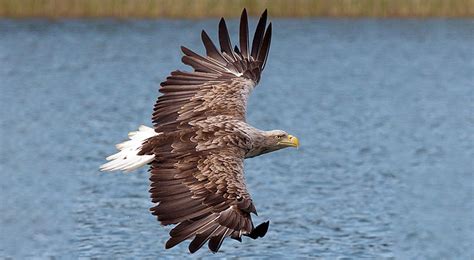 Een zeearend zweeft boven het Lauwersmeer