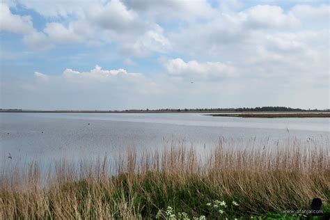 Een groep brandganzen vliegt over het Lauwersmeergebied