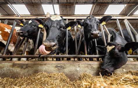 Melkrobot in actie op de boerderij