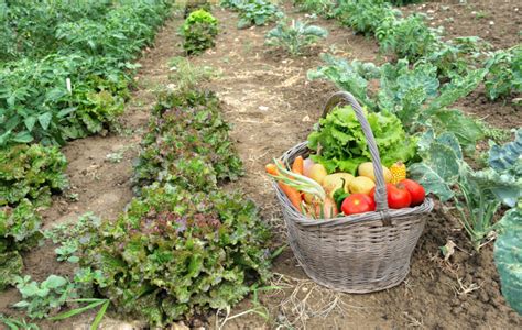 Een overzicht van de moestuinen en de bloeiende mangobomen