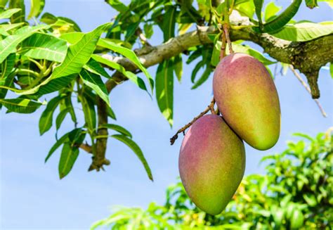 Een close-up van een mangoboom met weinig vruchten