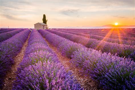 Panoramisch uitzicht op de lavendelvelden van Vaucluse in de Provence