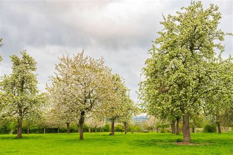 Landelijke omgeving van Zuid-Beveland met bloeiende fruitbomen