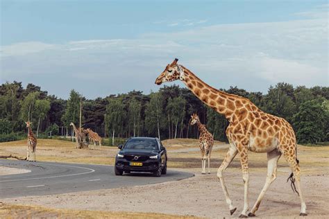 Autosafari in Safaripark Beekse Bergen