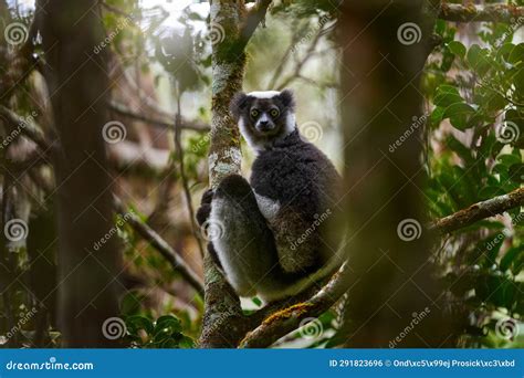 Indri lemuur in zijn natuurlijke habitat in Madagascar