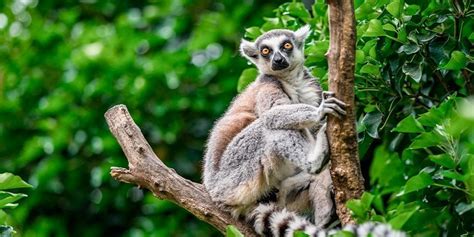 Tropische vegetatie en dieren op Madagascar