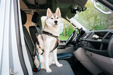 Hond veilig vastgezet in een camper met een speciaal dierenzitje