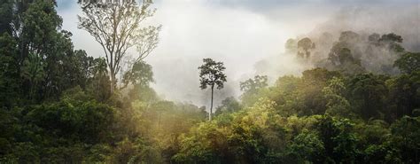 Dichtbegroeid regenwoud in Taman Negara met hoge bomen en lianen