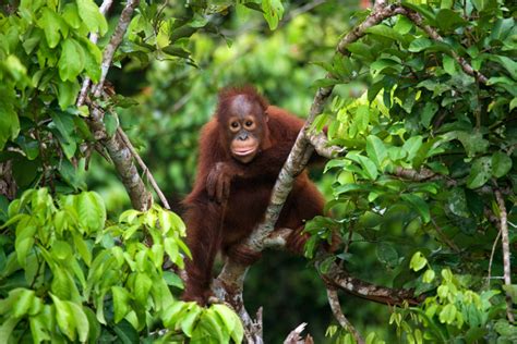 Orang-oetan in een natuurlijke habitat in Maleisisch Borneo