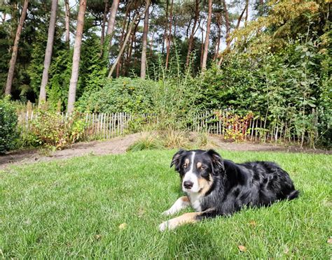 Een hond die vrolijk rondrent in een omheinde tuin met uitzicht op een meer