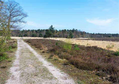 Fietsroute door een bosrijk gebied in Gelderland