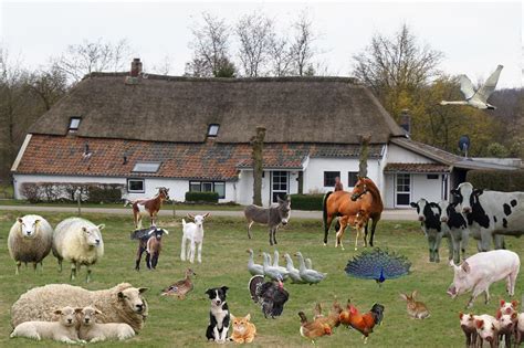 Een charmante boerderij met kampeermogelijkheden op het erf