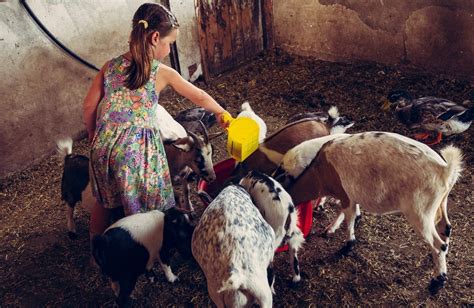 Een kind dat helpt bij het voeren van de dieren op de boerderij