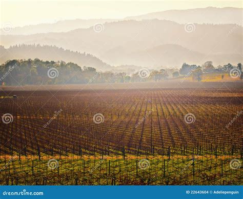 Glooiende wijngaarden in Napa Valley met zonlicht