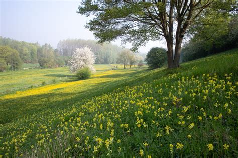 Landschap van de Betuwe met fruitbomen
