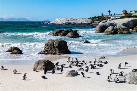 Pinguïns op Boulders Beach