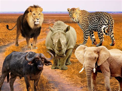Een groep Big Five dieren in een Afrikaans reservaat