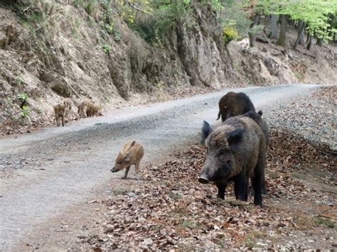 Wildpark met diverse dieren