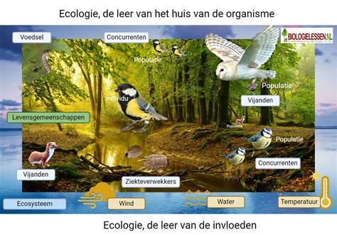 Illustratie van de impact van een luchthaveneiland op de leefomgeving van zeezoogdieren en vogels.