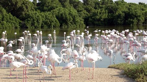 Flamingo's in het Ras al Khor Wildlife Sanctuary