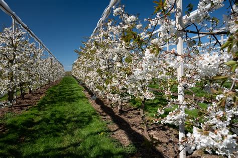 Foto van bloeiende fruitbomen in de Betuwe, typerend voor de omgeving van Landgoed Hemmen.