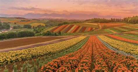Kleurrijke bloemenvelden van Farm Tomita in Furano.