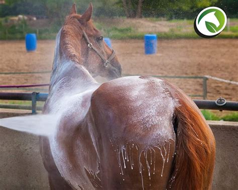 illustratie van een paard dat zweet en tekenen van oververhitting vertoont