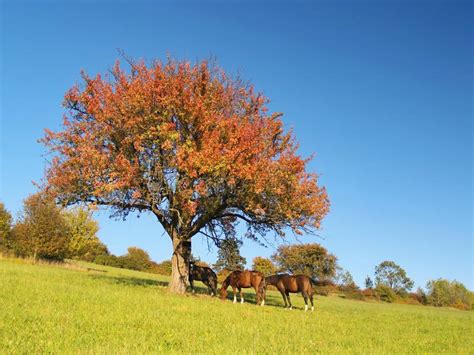 foto van paarden onder een boom in een weiland
