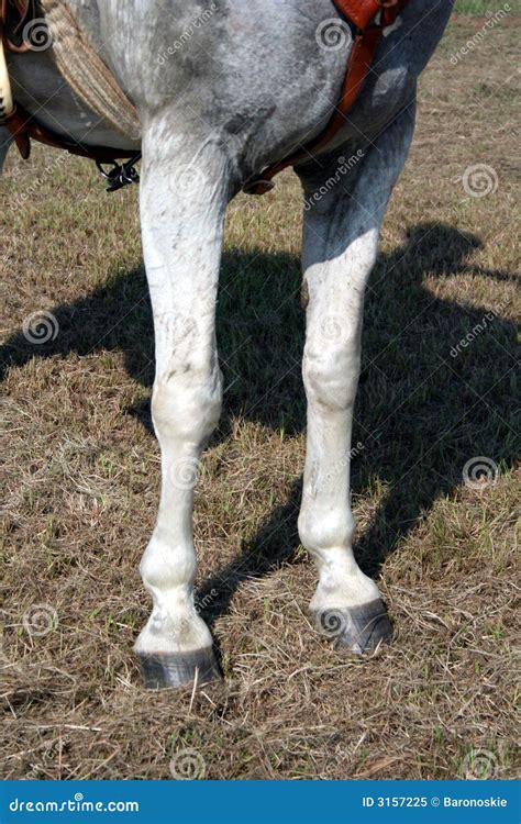 close-up van de witte benen van een paard, ingesmeerd met zonnebrandcrème